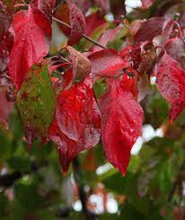 Pink flowering dogwood in fall. Dogwood Trees Great Autumn Color Dave S Garden