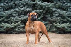 Bullmastiff boxer mix puppies are quite energetic and are seemed to be involved in healthy playing activities. Bullmastiff Steckbrief Charakter Wesen Haltung