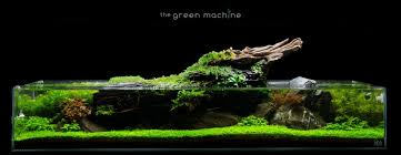 Know the basics of aquascaping. Aquascape Tutorial Video Simplicity By James Findley Aquascape Art The Green Machine