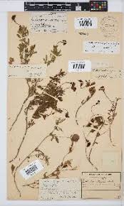 Image result for Lotononis laxa