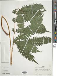 Image result for Pteris atrovirens