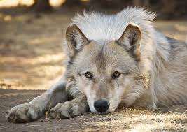 alaskan gray wolf grey wolf sleeping wolf wolf dog