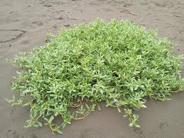 Image result for Sesuvium