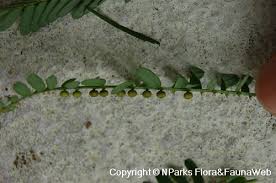 Image result for Phyllanthus nyikae
