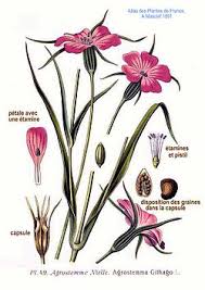 Image result for Agrostemma githago