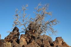 Image result for Ozoroa pwetoensis