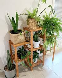 12 Cheap Indoor Plants Low Maintenance Plants You Can Buy Online I Am Co Plant Decor Plant Decor Indoor Indoor Plants Clean Air