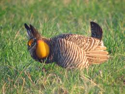 Greater prairie chicken - Wikipedia