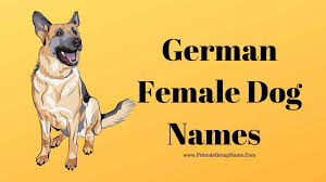 Choosing the perfect name for your new puppy is one of the most important things you can do as a new dog owner. German Female Dog Names 2020 Best Funny Girl Puppy Names List
