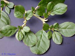 Image result for Trianthema