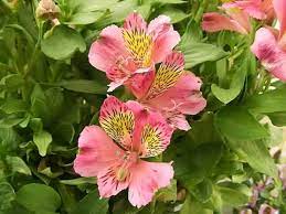 Http Www Thegardenhelper Com Psd Alstroemeria Jpg Lily Plants Peruvian Lilies Plants