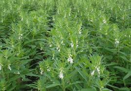 Image result for Sesamum calycinum