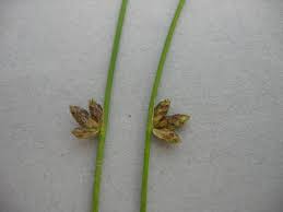 Image result for Schoenoplectiella articulata