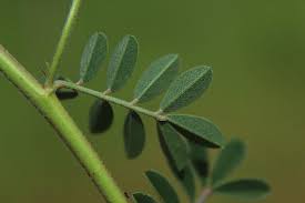 Image result for Indigofera microcarpa