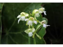 Image result for Habenaria clavata