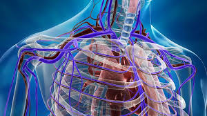 Human Cardiovascular System 3d Medical Illustrations Medical Illustration Cardiovascular System Cardiovascular