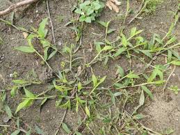 Image result for Digitaria acuminatissima