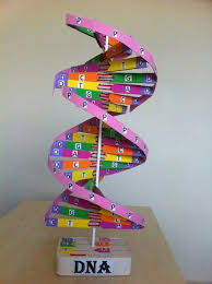 Dna Modeli Maquetas De Adn Creativas Proyectos De Ciencia Para Ninos Manualidades Educativas