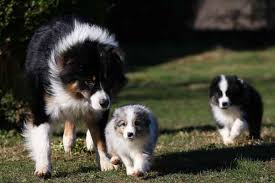 Their main objection is that puppies need companionship and plenty of play. Do Parent Dogs Feel Sad Or Upset If You Give Their Puppies Offspring Away And Vice Versa Would The Puppies Miss Their Parents Too Quora