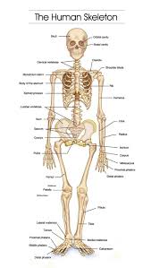 Bone Chart Sada Margarethaydon Com