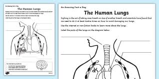 Regularly engaging in it can provide benefits such as a reduction in stress, increased calm and clarity, as well as the promotion of happiness. The Human Lungs Ks2 Worksheet Primary Resource