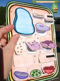 Maybe you would like to learn more about one of these? Plant Animal Cell Foldables Mrs Gs Classroom
