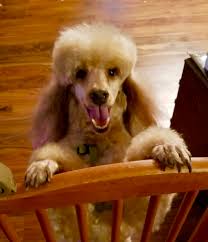 Toy poodle, texas » san antonio. Teacup Toy Purebred Poodle Sires For Sale Austin Texas