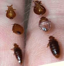How Big Are Bed Bugs Pictures And Size Chart Get Rid Bed