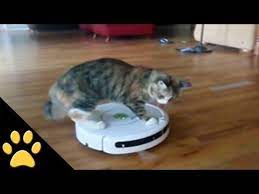 Roomba Cats Compilation Youtube Cats Cat Fleas Funny Cat Compilation