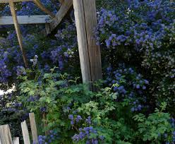 Ceanothus is a large genus of diverse, versatile and beautiful north american species in the buckthorn family, rhamnaceae. Ceanothus Concha California Mountain Lilac