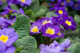 Image result for Primula malacoides