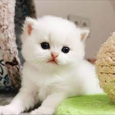 Pin On Cute Kittesn