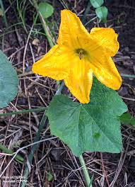 Image result for Cucurbita moschata