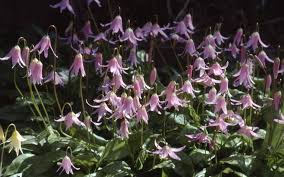 Erythronium Revolutum Hundzahn Plants Rock Garden Flowers