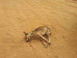 قتل ذيب شمال بمركز علقة التابع لمدينة الزلفي شبكة سما الزلفي animals kangaroo