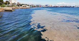 Kocaeli büyükşehir belediyesi çevre kontrol müdürlüğü ve tübi̇tak marmara araştırma merkezi'ne bağlı ekipler tabakadan aldıkları numuneyi incelediklerinde deniz salyası olarak da bilinen müsilaj olduğunu. Marmara Da Deniz Salyasi Alarmi Zehirli Mi Zararli Mi Neden Olusuyor