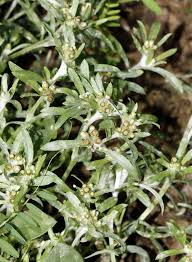 Image result for Gnaphalium polycaulon