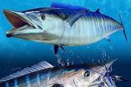 Wahoo Fish - The valued Game Fish and Best sports Fish | In The Spread