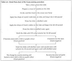 Perspicuous Gram Stain Flow Chart Gram Negative Cocci