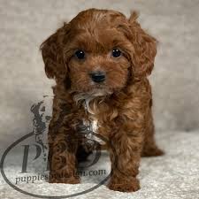 See more ideas about puppies, cute puppies, cute dogs. Cavapoo Breed Puppies By Design Online Cavapoo Puppies Cute Baby Dogs Puppies