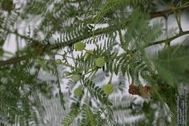 Image result for Leucas deflexa