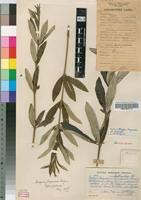 Image result for Fadogia cienkowskii