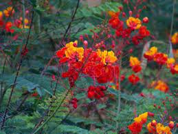 See the rare family photo here. Tucson Flowers Arizona Picture Of Tucson Arizona Tripadvisor