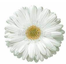 For example, during peak seasons, warehouse clubs, such as sam's club, sells gerbera daisies for $80 to $100 for 80 stems. White Gerbera Daisy With Light Center Gerbera Wedding Flowers Bulk Flowers