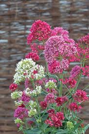 Image result for Centranthus