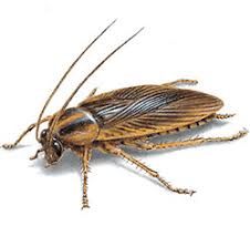 We did not find results for: Cockroaches Facts Identification Control Prevention
