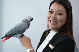 World Veterinary Day: Meet Singapore's unsung heroes of pet care