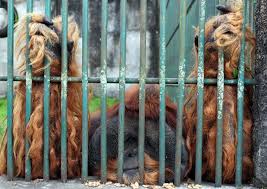 Animal Cruelty Still Plagues Indonesia S Zoos Despite Outrage Voiced On Social Media And Government S Pledges To Do Better South China Morning Post