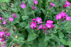 Image result for Silene