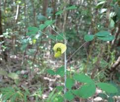 Image result for Crotalaria lotoides